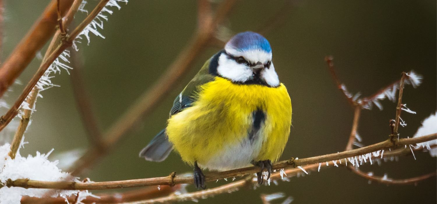 Blaumeise sitzt auf Ast mit kleinen Eiskristallen